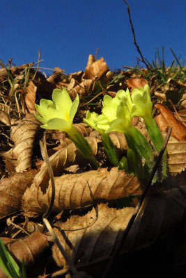 Erd-Primel (Primula vulgaris)