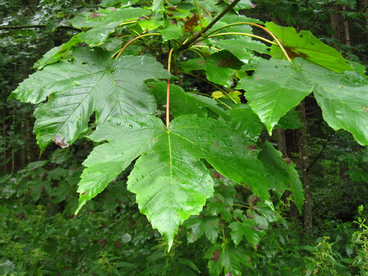 Berg-Ahorn (Acer pseudoplatanus)