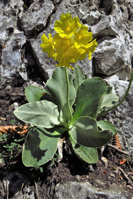 Aurikel (Primula auricula)