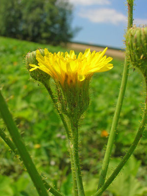 Acker-Gänsedistel (Sonchus arvensis)