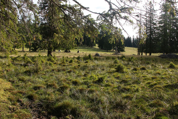 Hochmoor auf der Pendlerhöhe (Eibisberg)