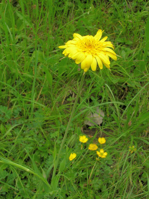 Großer Wiesen-Bocksbart (Tragopogon orientalis)