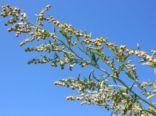 Echter Wermut (Artemisia absinthium)