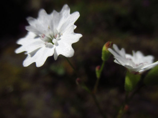 Großer Strahlensame (Heliosperma alpestre)