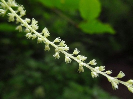 Geißbart (Aruncus dioicus) | weibliche Blüten