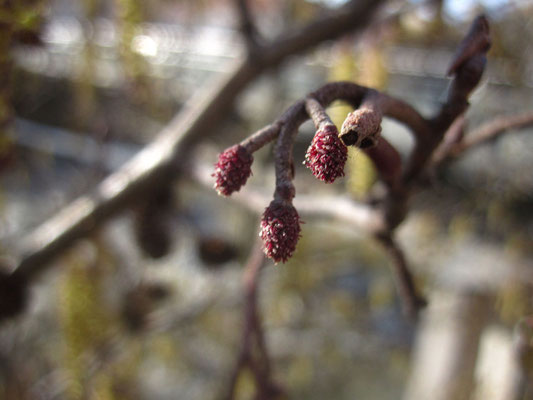 Schwarz-Erle (Alnus glutinosa) | weibliche Blüten