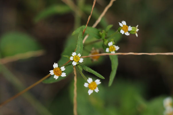 Zotten-Franzosenkraut (Galinsoga ciliata)