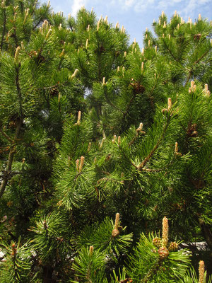 Leg-Föhre (Pinus mugo)