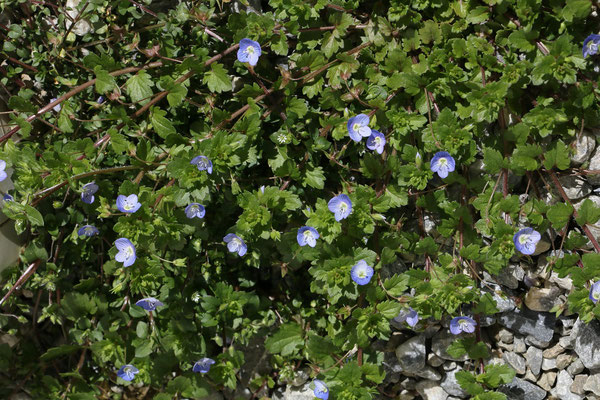 Persien-Ehrenpreis (Veronica persica) | Fam. Wegerichgewächse (Plantaginaceae)