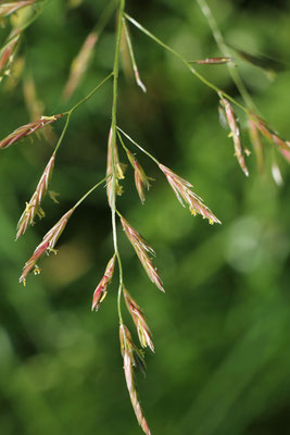 Wiesen-Schwingel (Festuca pratensis s.lat.)