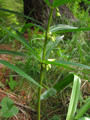 Quirl-Weißwurz (Polygonatum verticillatum)