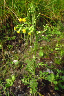 Wald-Greiskraut (Senecio sylvaticus)