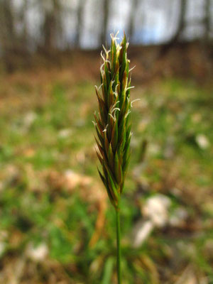 Wiesen-Ruchgras (Anthoxanthum odoratum)