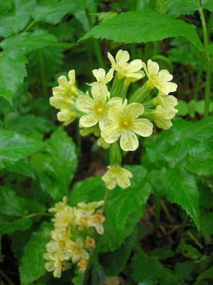 Hohe Schlüsselblume (Primula elatior)