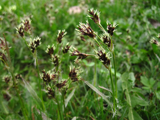 Wiesen-Hainsimse (Luzula campestris)