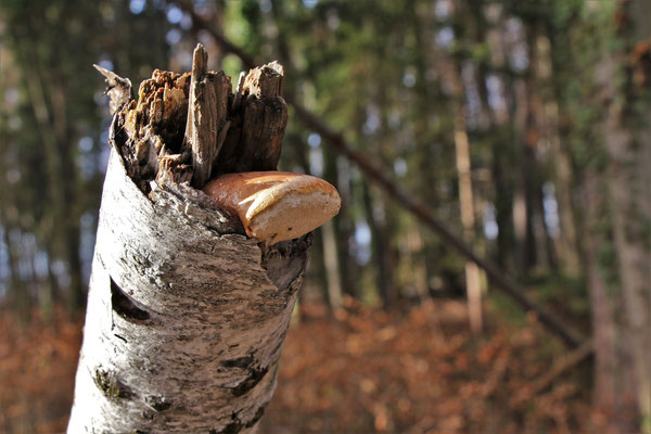 Birkenporling (Fomitopsis betulina)