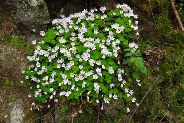 Wald-Sauerklee (Oxalis acetosella)