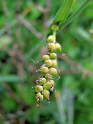 Hirse-Segge (Carex panicea)