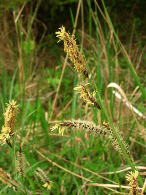 Braun-Segge (Carex nigra)