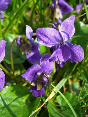 März-Veilchen (Viola odorata)