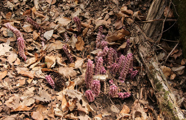 Schuppenwurz (Lathraea squamaria) | Fam. Sommerwurzgewächse (Orobanchaceae)