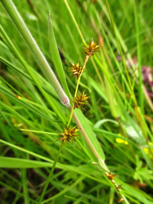 Igel-Segge (Carex echinata)