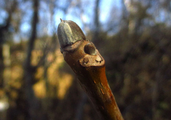 Echte Walnuss (Juglans regia) | Knospen