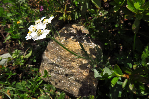 Steinraute (Achillea clavennae) | Fam. Korbblütler (Asteraceae)