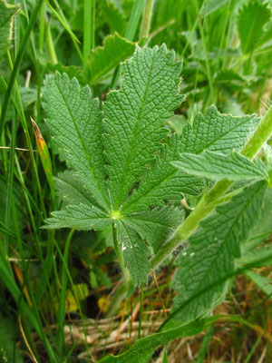 Hoch-Fingerkraut (Potentilla recta)