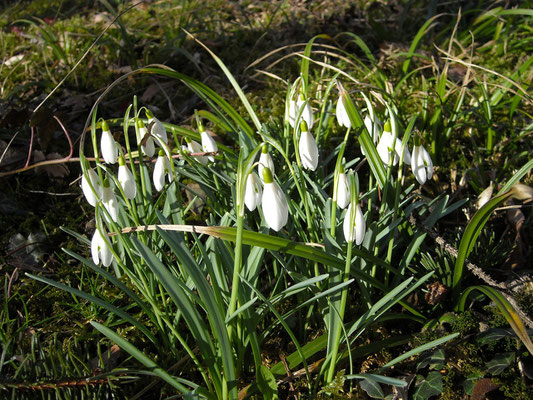 Schneeglöckchen (Galanthus nivalis) 