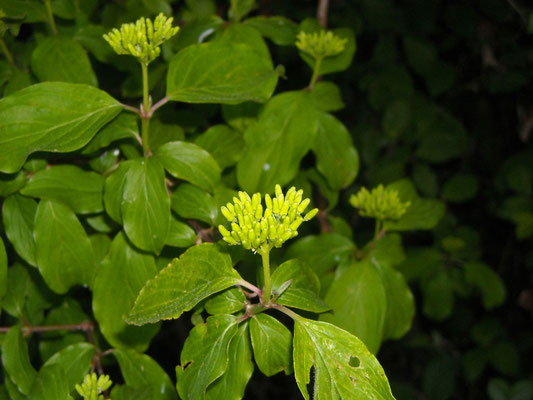 Roter Hartriegel (Cornus sanguinea)