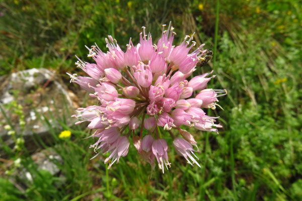 Berg-Lauch (Allium lusitanicum)