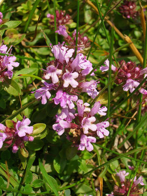 Arznei-Quendel (Thymus pulegioides)