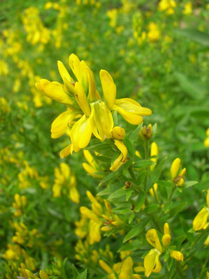 Färber-Ginster (Genista tinctoria)