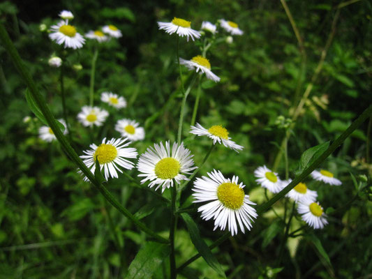 Feinstrahl-Berufkraut (Erigeron annuus)