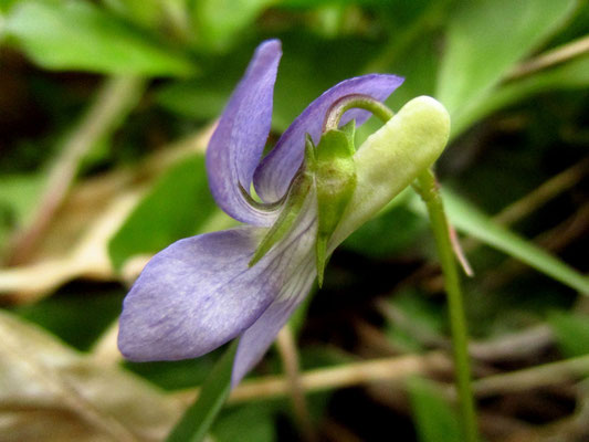 Hain-Veilchen (Viola riviniana)