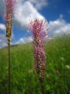 Mittel-Wegerich (Plantago media)