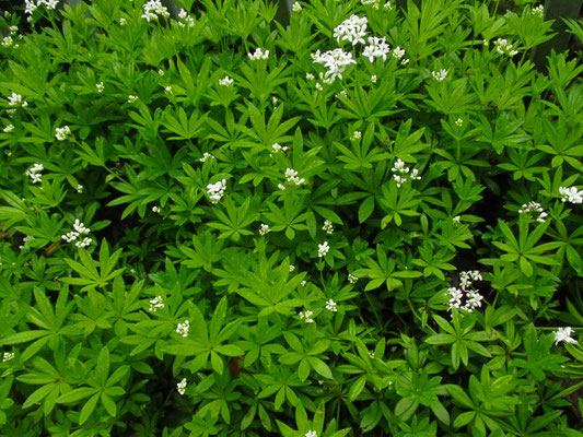 Waldmeister (Galium odoratum)