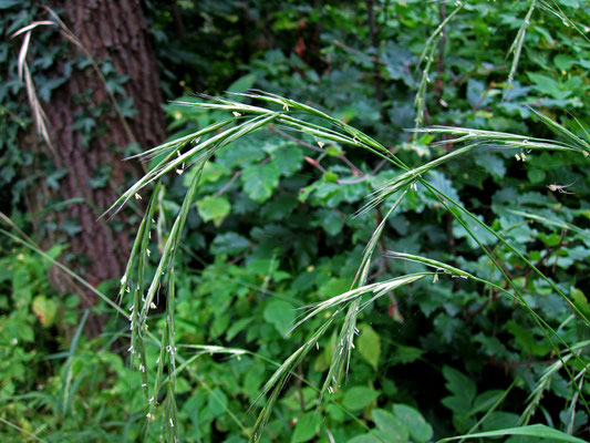 Wald-Zwenke (Brachypodium sylvaticum)