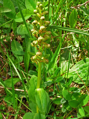 Hohlzunge (Coeloglossum viride)