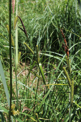 Sumpf-Segge (Carex acutiformis)