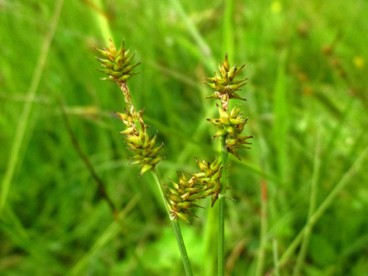 Igel-Segge (Carex echinata)