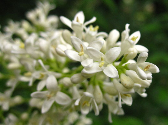 Gewöhnlicher Liguster (Ligustrum vulgare)