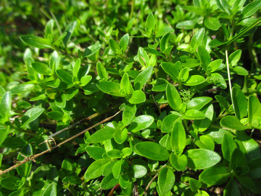 Arznei-Quendel (Thymus pulegioides)