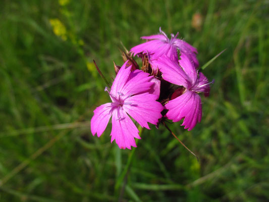 Kartäuser-Nelke (Dianthus carthusianorum agg.)