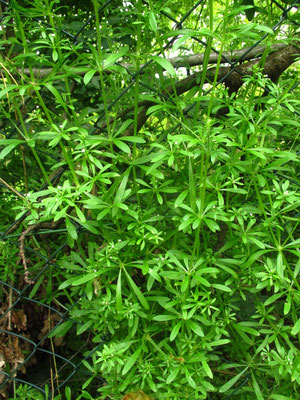 Klett-Labkraut (Galium aparine)