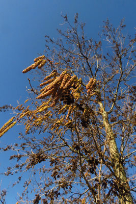 Schwarz-Erle (Alnus glutinosa)