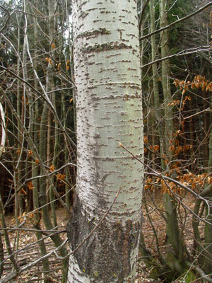 Zitter-Pappel (Populus tremula) | Borke