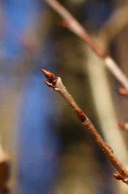 Stiel-Eiche (Quercus robur) | Fam. Buchengewächse (Fagaceae)