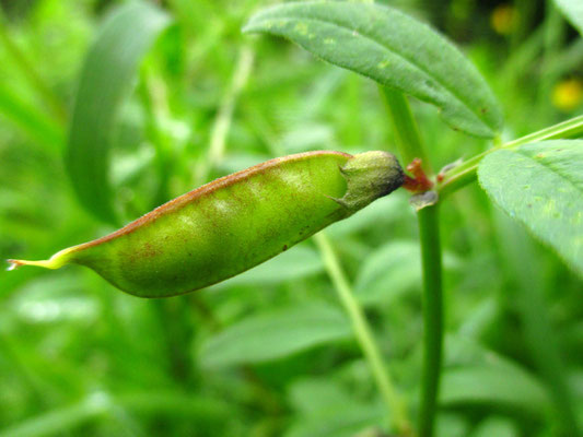 Zaun-Wicke (Vicia sepium)